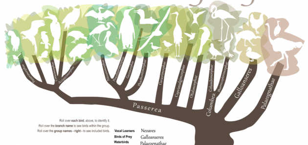BirdTreeofLife-Illinois