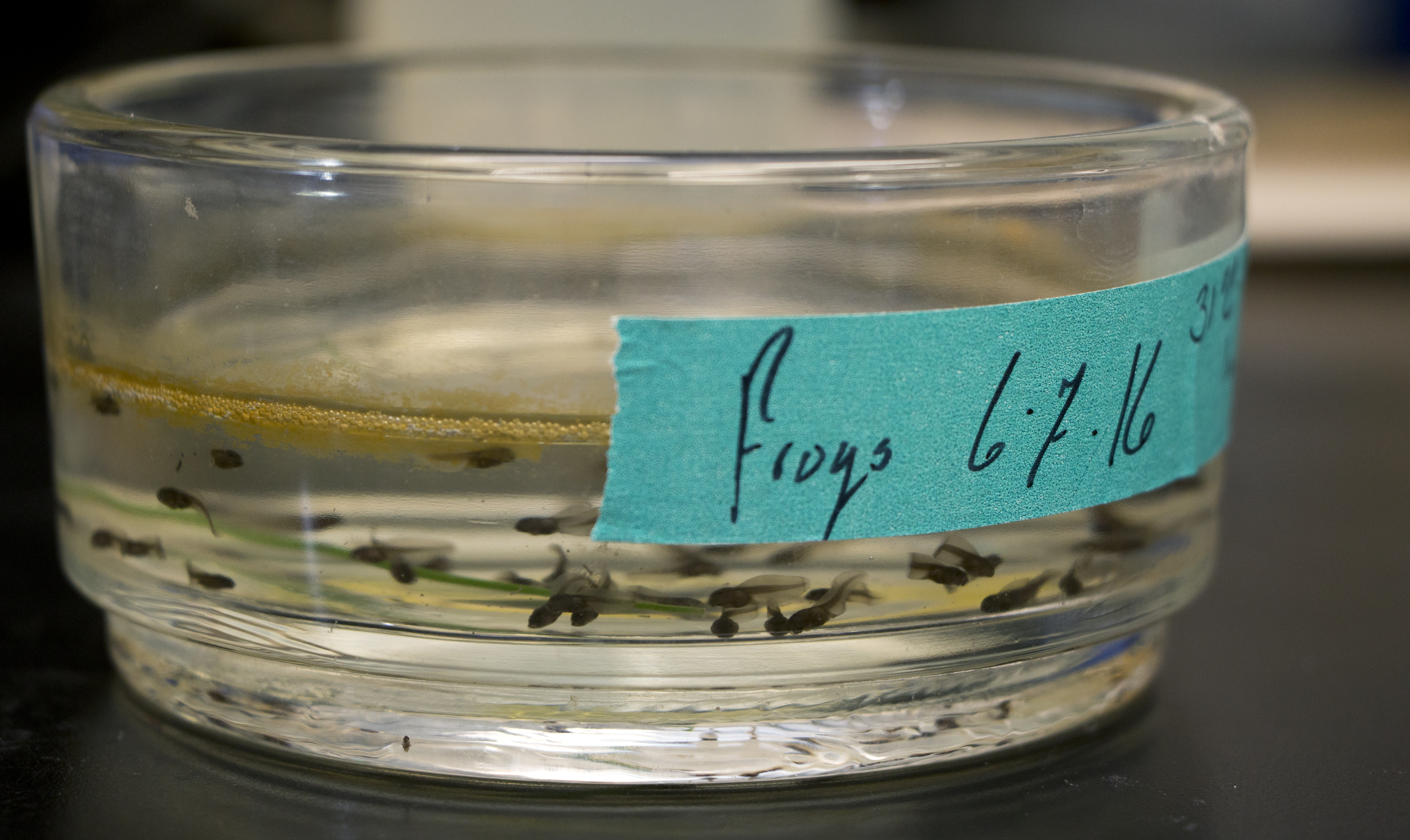 The Seaver lab raises frogs to study their development.