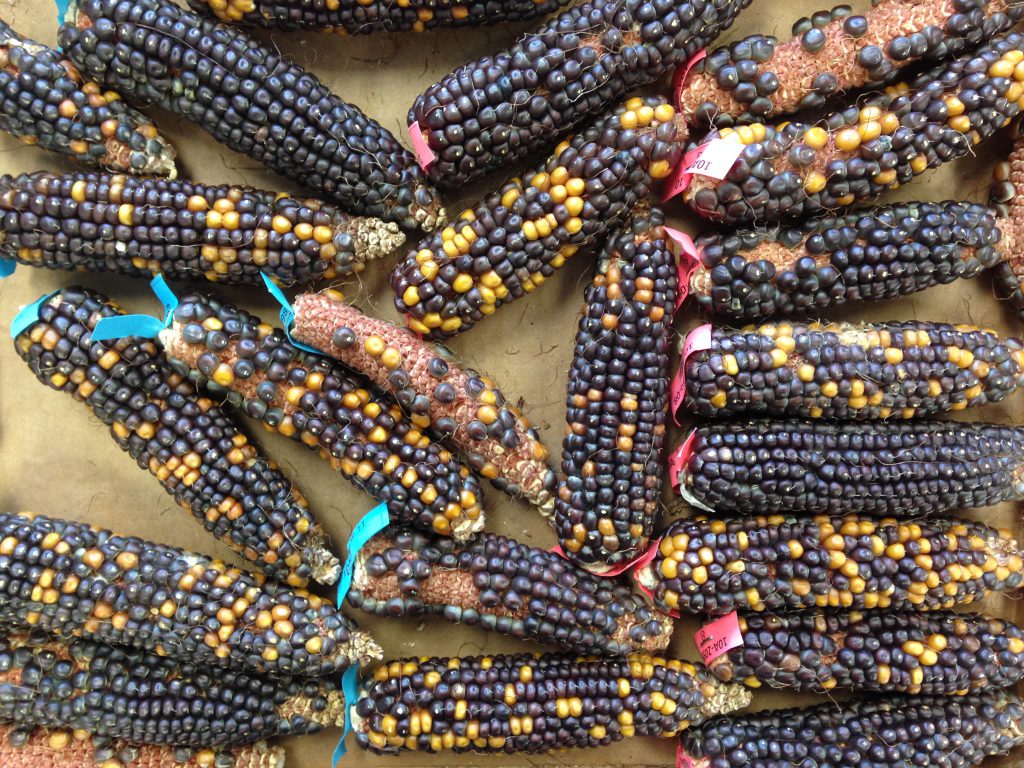 Mark Settles' lab uses maize bred with specific mutations.